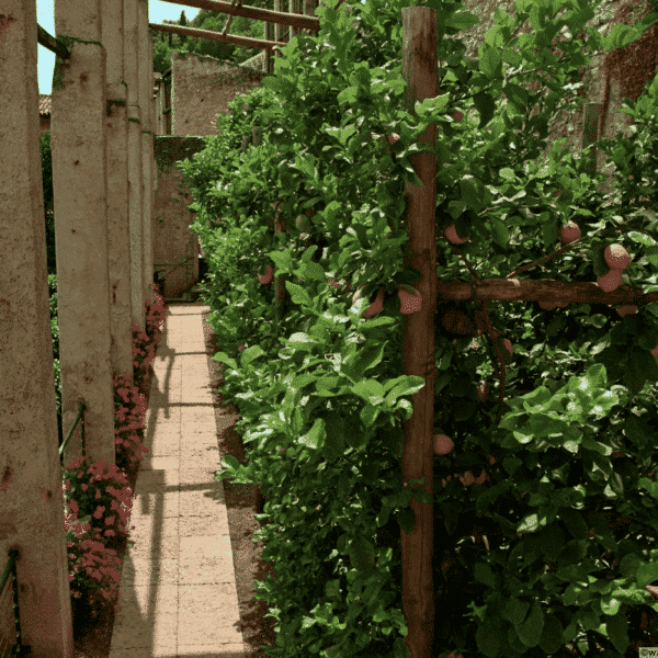 Limonaia del Castèl – Image 2