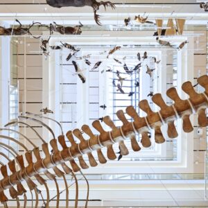 MUSE- Museo delle Scienze di Trento